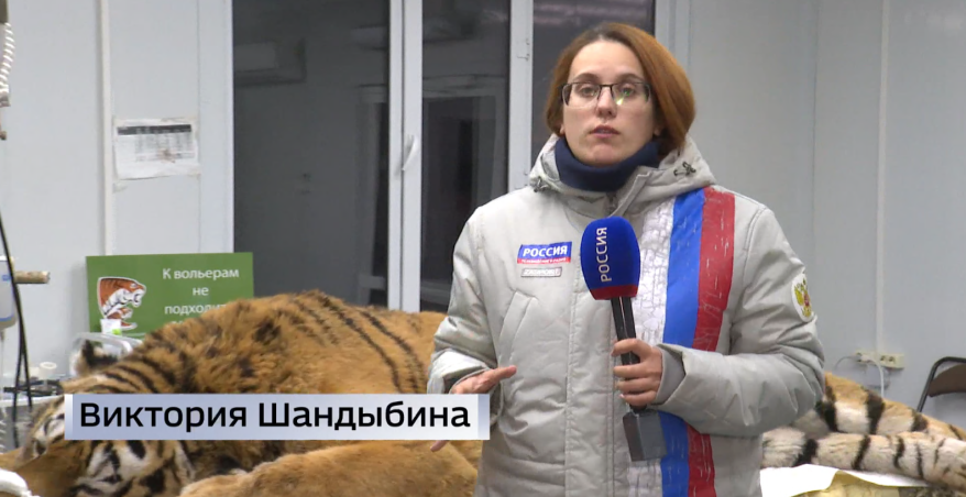 "Наглый и хитрый": тигра с травмированной лапой отловили в Приморье