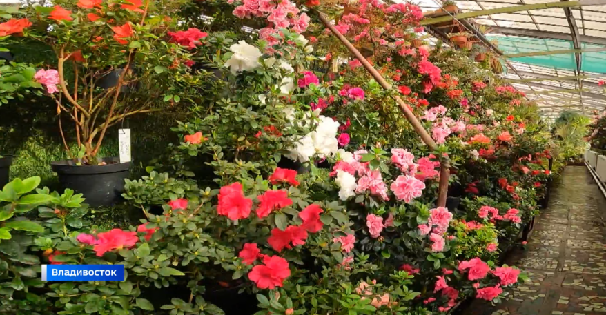 В тайны лаборатории ботанического сада Владивостока посвятили школьников