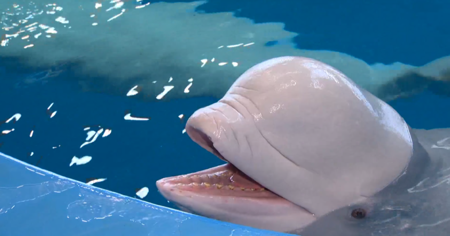 "Что с природными инстинктами?": эксперимент провели в Приморском океанариуме