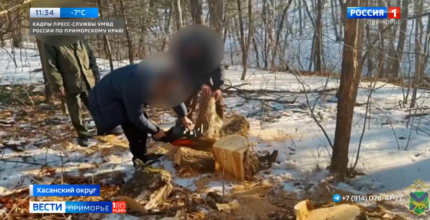 "Черные лесорубы" нанесли крупный ущерб лесному фонду Приморья