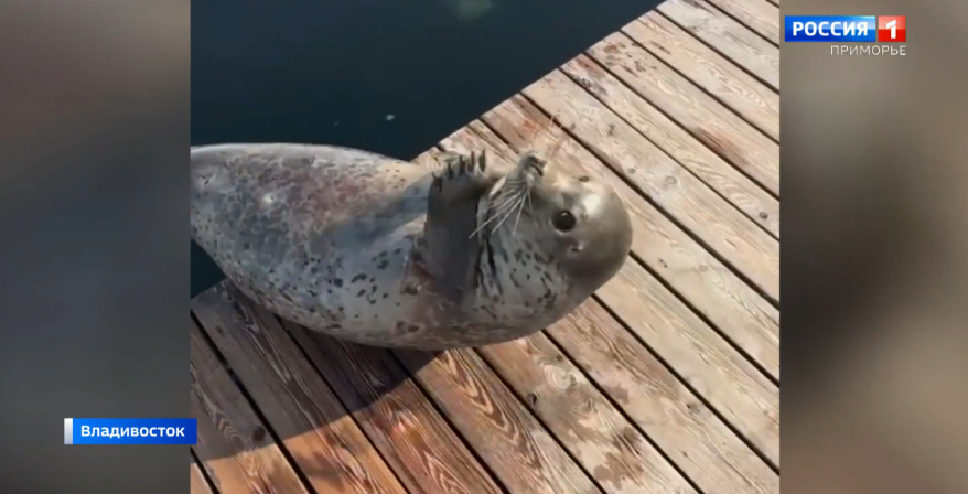 Тюлень качает пресс: обитателей Приморского океанариума приобщают к спорту