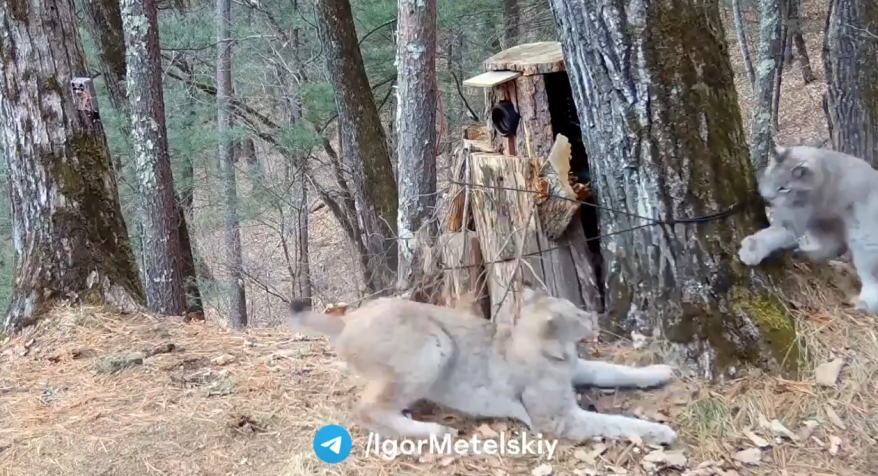 Забавные игры двух рысей в Приморье попали на видео