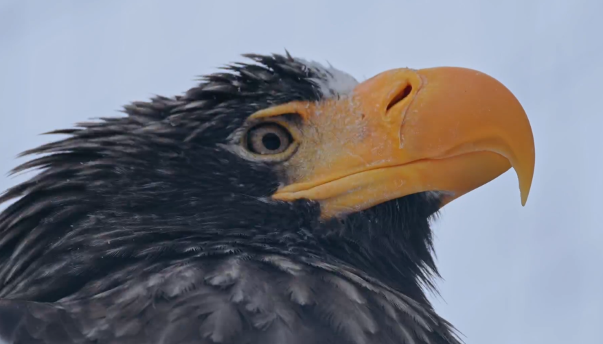 Первая заявка на фестиваль «Человек и море» 2026: Фильм о белоплечем орлане. Интервью