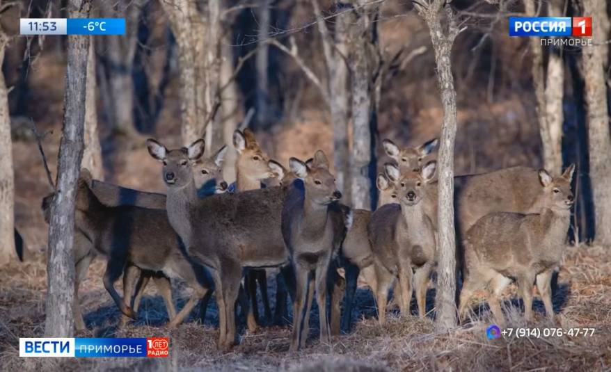 Масштабный авиаучет копытных начался в Приморье
