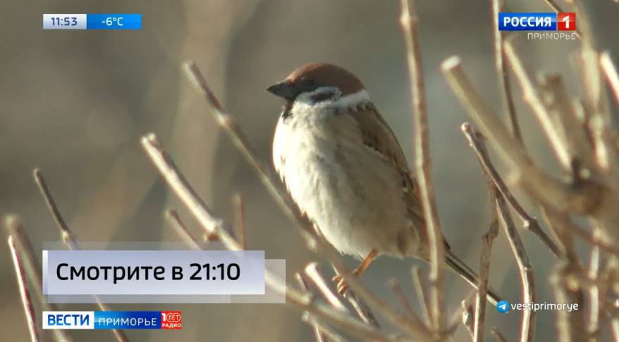 Воробьев пересчитают во Владивостоке