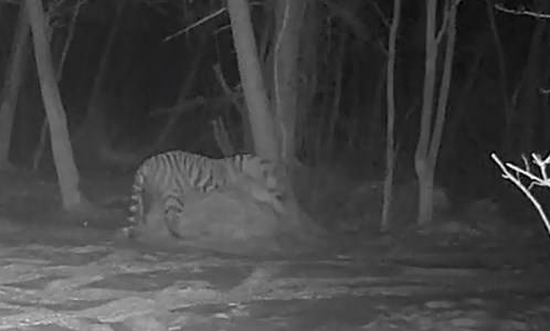 В Приморье тигр устроил засаду на копне сена, куда приходят животные