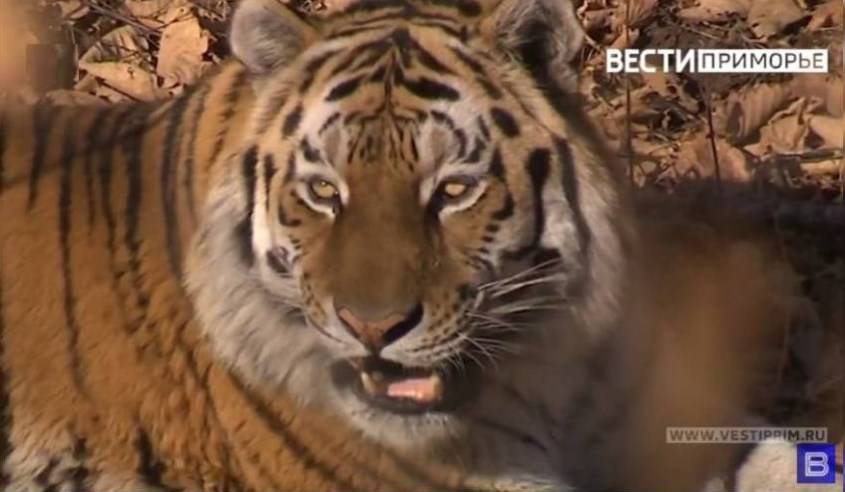 Неизвестные в Приморье убили тигра