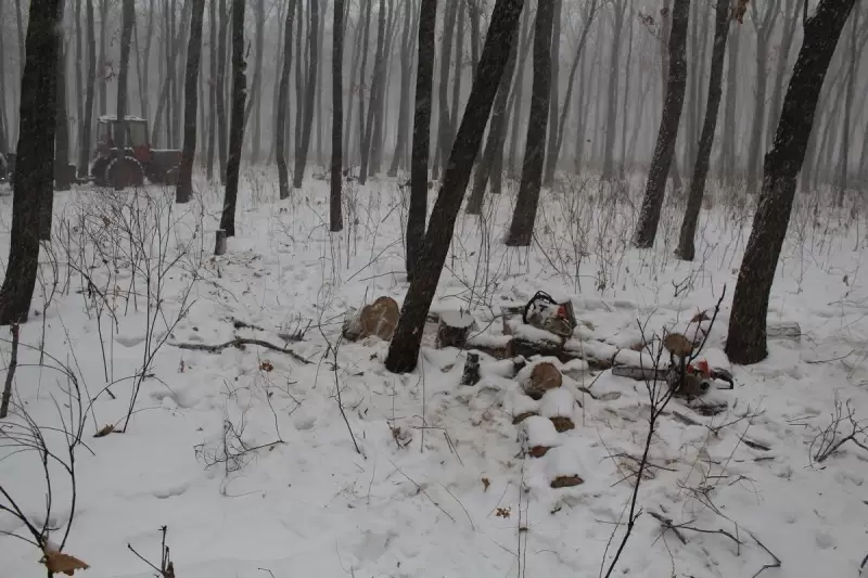 ️В Приморье задержали очередного "чёрного лесоруба"
