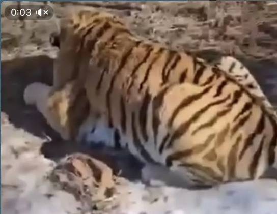 Тигра-людоеда поймали в Приморье