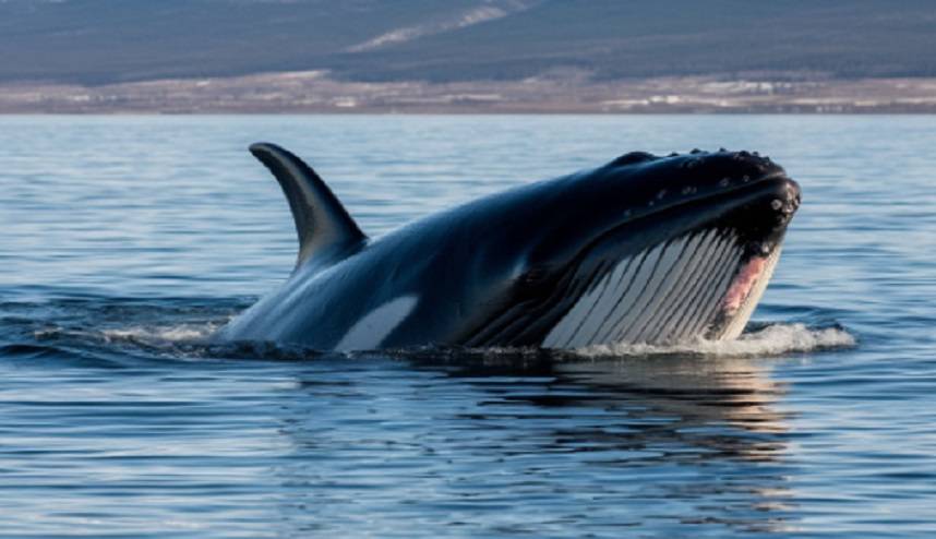 «Даже не думайте приближаться»: тело кита дрейфует в районе мыса Поворотный в Приморье