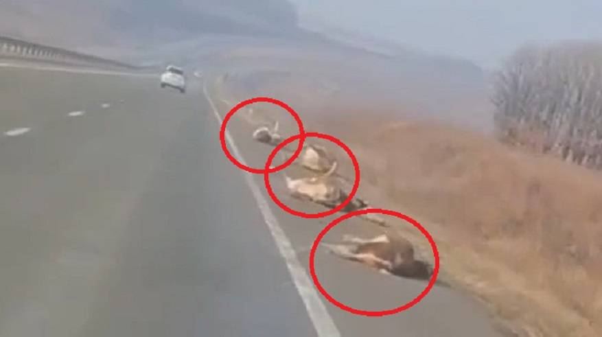 «Копытами вверх»: жуткое ДТП с участием стада коров произошло в Приморье