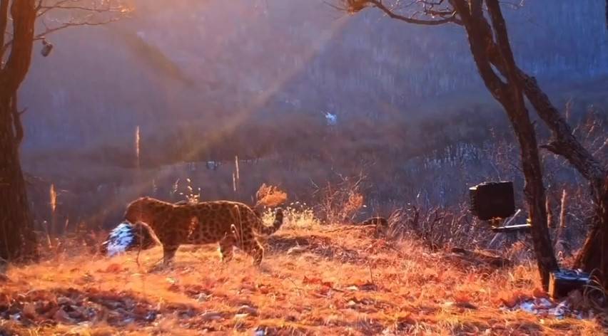 Охотничьи навыки отрабатывает потомство известных в Приморье леопардов