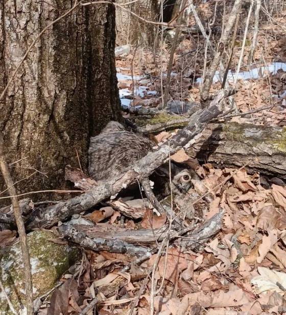 Чемпиона по игре в прятки удалось снять на камеру в Приморье