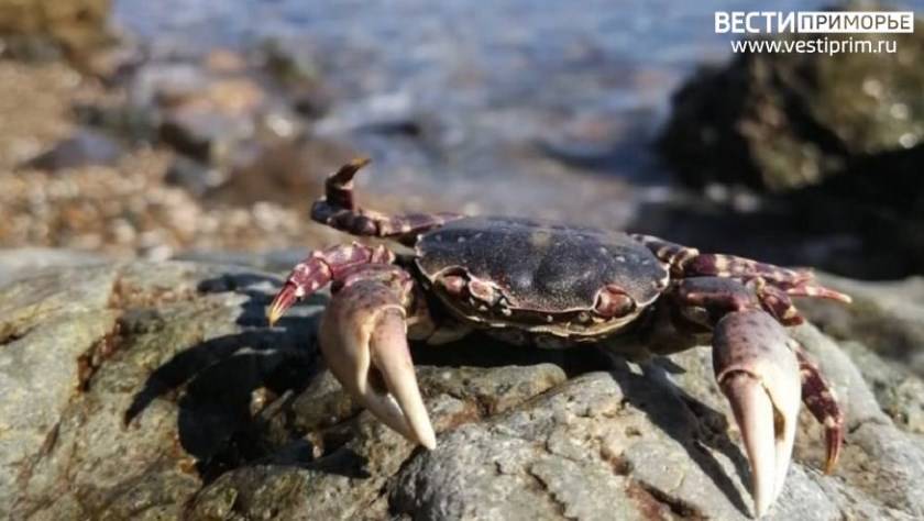 К чему приведёт гипоксия в Амурском заливе: эксперт — о состоянии акватории у берегов Приморья