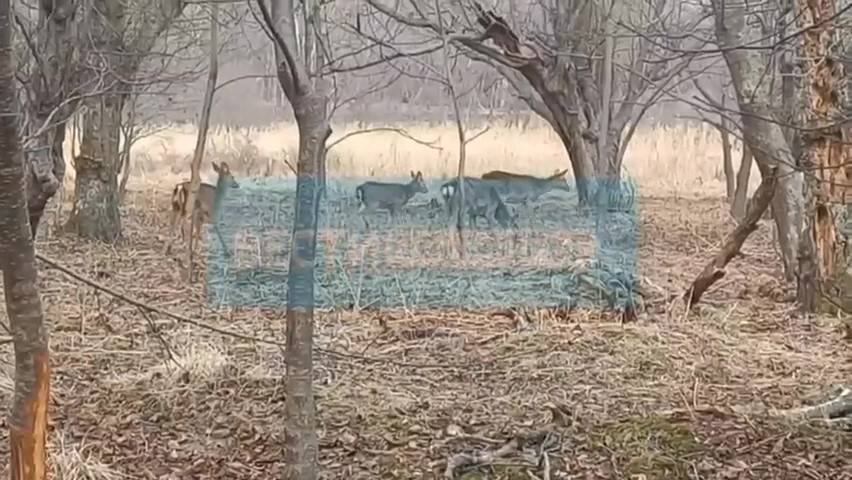 Стадо пятнистых оленей ежедневно наблюдают инспекторы заповедника в Приморье