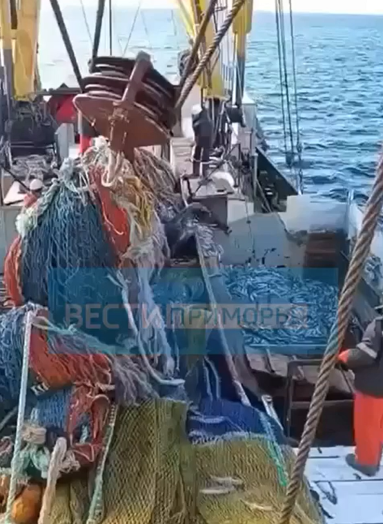 Двухтонный морской зверь попал в сети приморских рыбаков