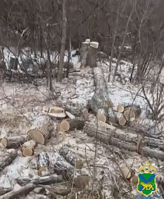 "Черные лесорубы" уничтожили лесные насаждения на сумму более 6,7 млн рублей в Приморье