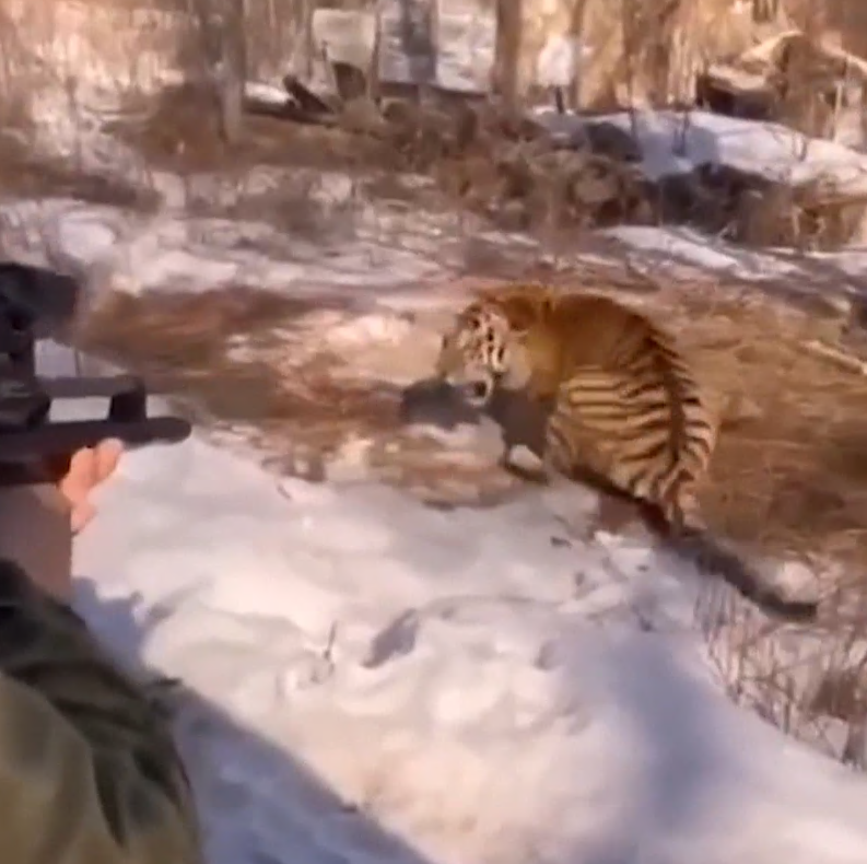 Специалисты назвали причину нападения тигра на человека в Приморье