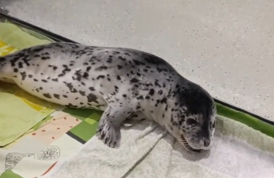 Специалисты оценили шансы на выживание тюлененка, спасенного в бухте Триозерье