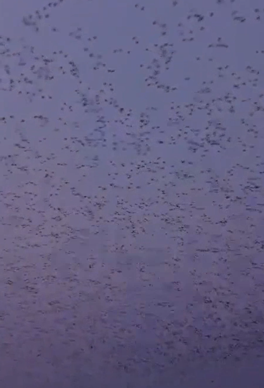 "Кипящее небо": гигантская стая редких птиц замечена в небе над Приморьем