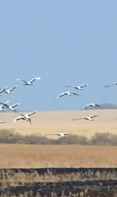 В Приморье журавли прилетели