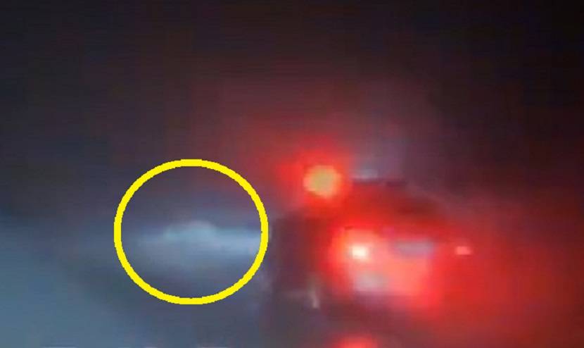 В Госавтоинспекции Приморья рассказали об обстоятельствах ДТП, где погибло стадо коров