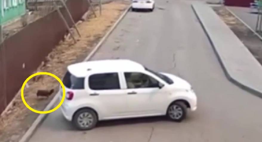 Водитель в Приморье насмерть сбил маленькую собачку и уехал