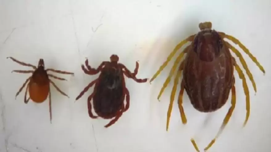 Способны активно двигаться за человеком: опасных насекомых завезли в Россию