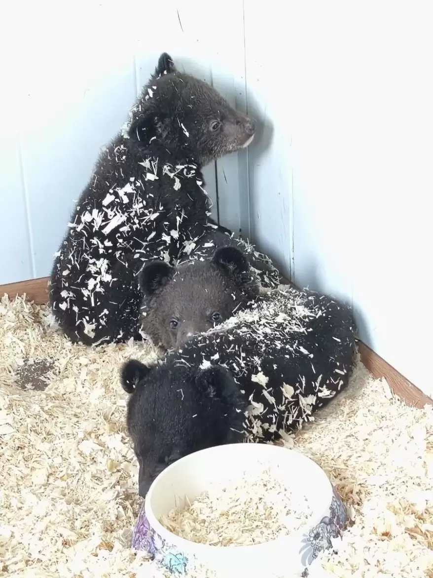 Ещё двое гималайских медвежат-сирот поступили в реабилитационный центр в Приморье