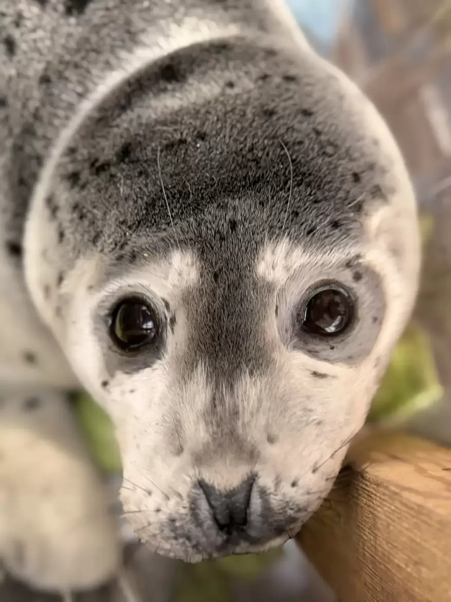 Маленького тюленя в тяжелом состоянии нашли на побережье Владивостока