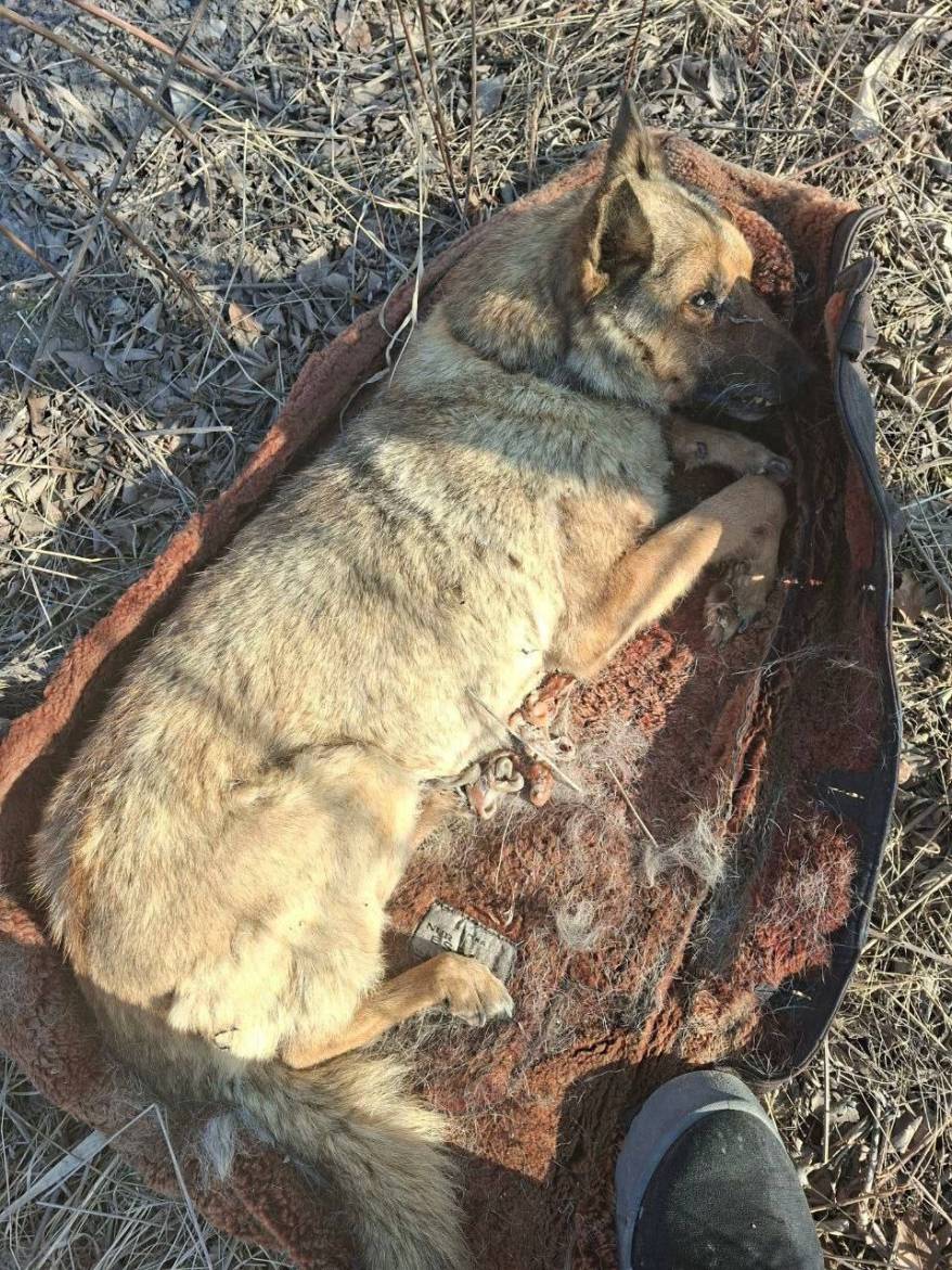 Полиция проверяет информацию о массовом жестоком убийстве собак в Приморье