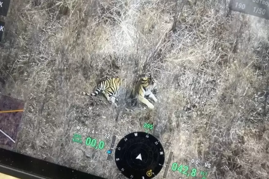 Автомобилистка сбила амурского тигра на дороге в Приморье