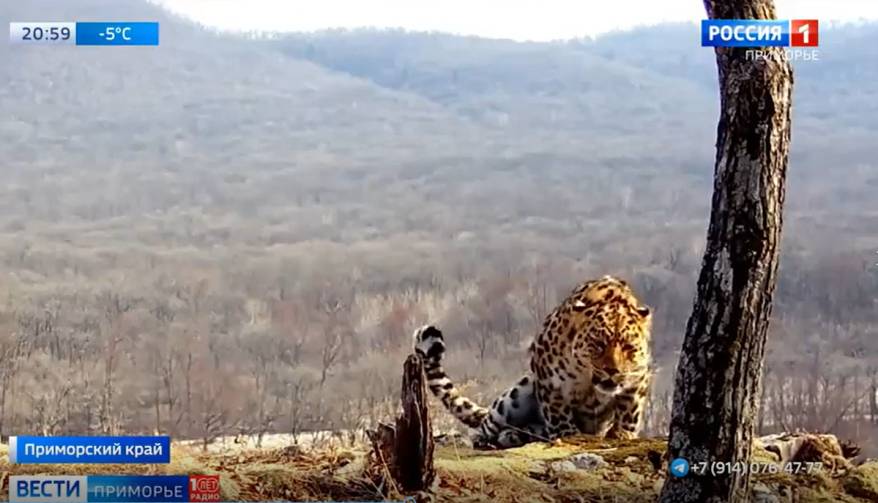 Пение пятнистого хищника попало на видео в Приморье