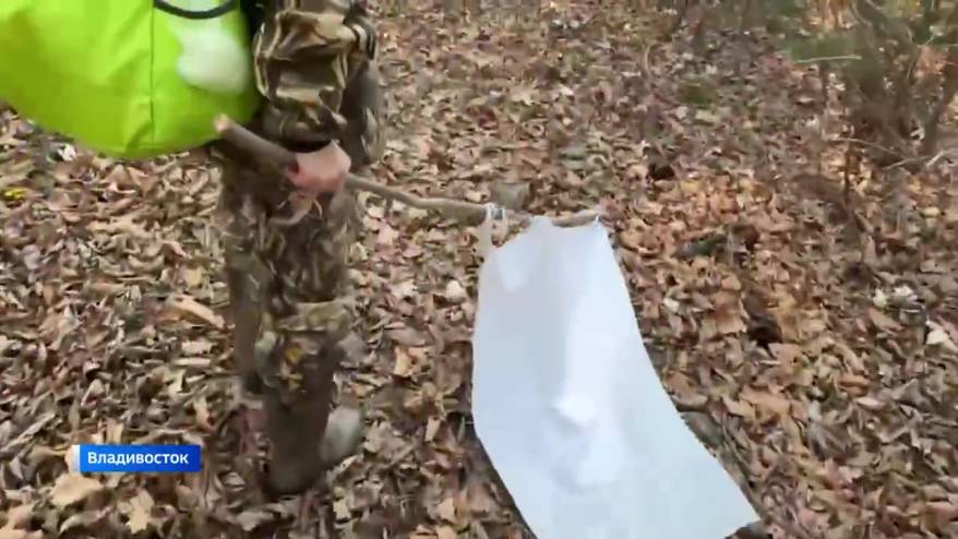 Во Владивостоке началась охота: клещи - на людей, люди - на клещей