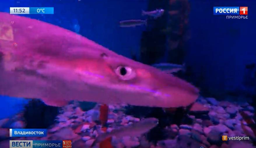 В Приморском океанариуме – неожиданное пополнение