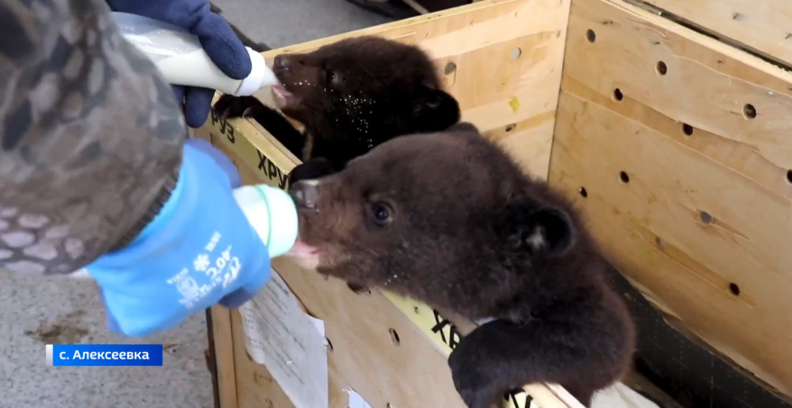 Ясли для колосолапых откроют в центре реабилитации диких животных в Приморье