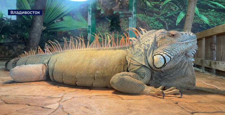 Какие истории скрывают экзотические животные владивостокского зоопарка? 