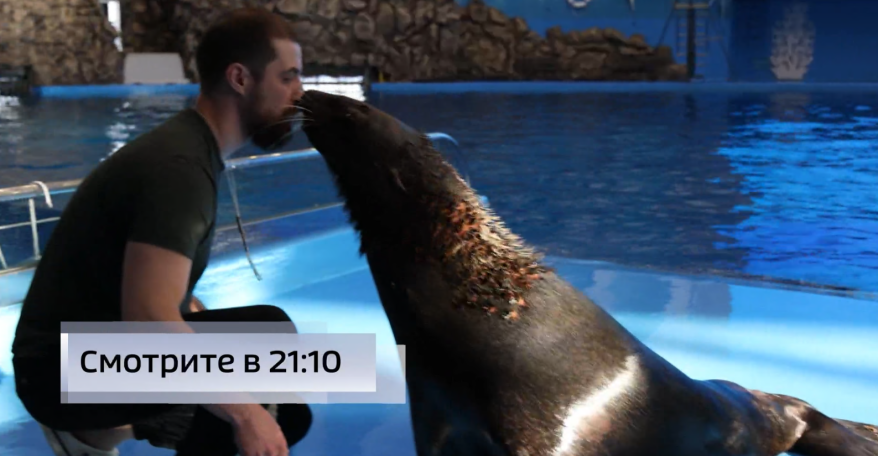 Ежедневный массаж и диета: как живется "королю всех котов" в Приморском океанариуме?