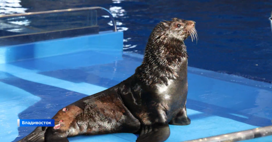 Старейший морской котик Приморского океанариума продолжает тренировки, несмотря на возраст