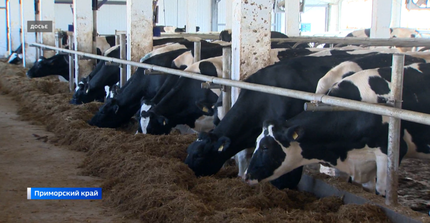 Две новые молочно-товарные фермы появятся в Приморском крае