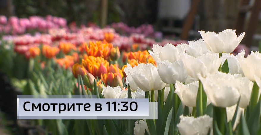 Цветочный ажиотаж начинается: какие сорта предлагают продавцы в Приморье?