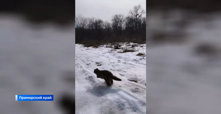 В Приморье выпустили обратно в природу четырех дальневосточных лесных котов