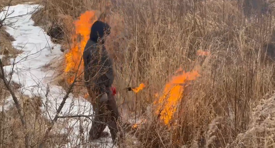 Превентивные отжиги сухостоя проводятся в Приморье