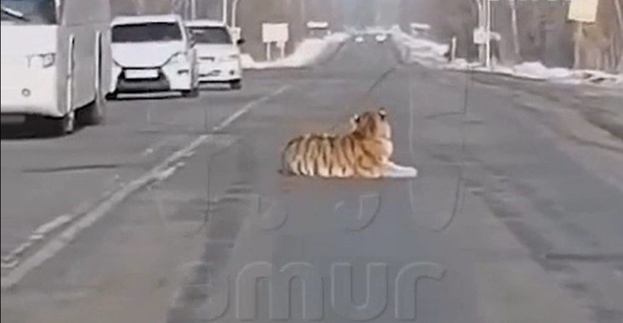 Тигр заблокировал проезд по дороге у границы с Китаем