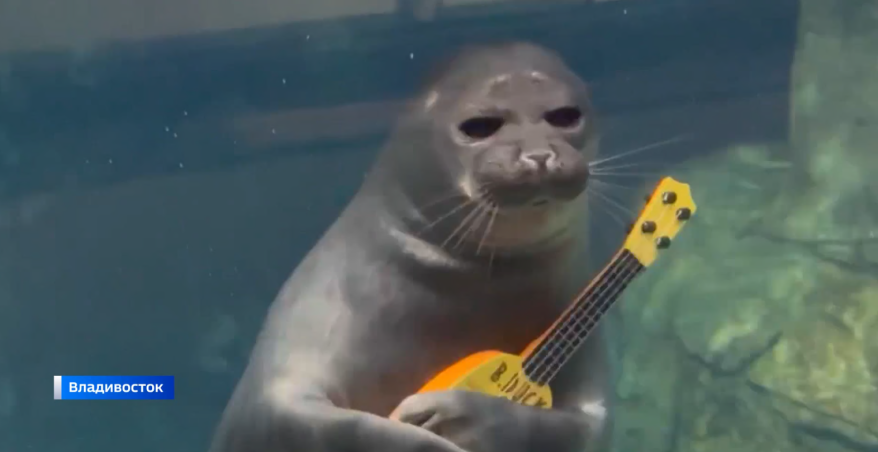 Байкальские нерпы устроили показательный концерт в Приморском океанариуме