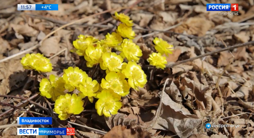 Краснокнижные адонисы расцвели на Русском острове