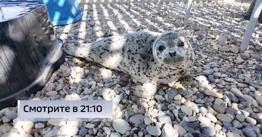 Первую в этом году троицу ларг выхаживают в реабилитационном центре в Приморье