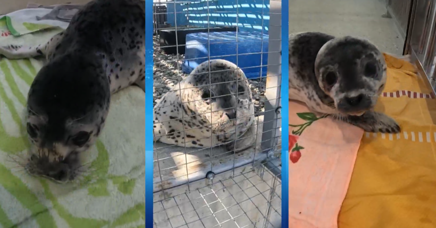 Центр «Тюлень» заступил на весенне-летнюю вахту спасения ластоногих в Приморье