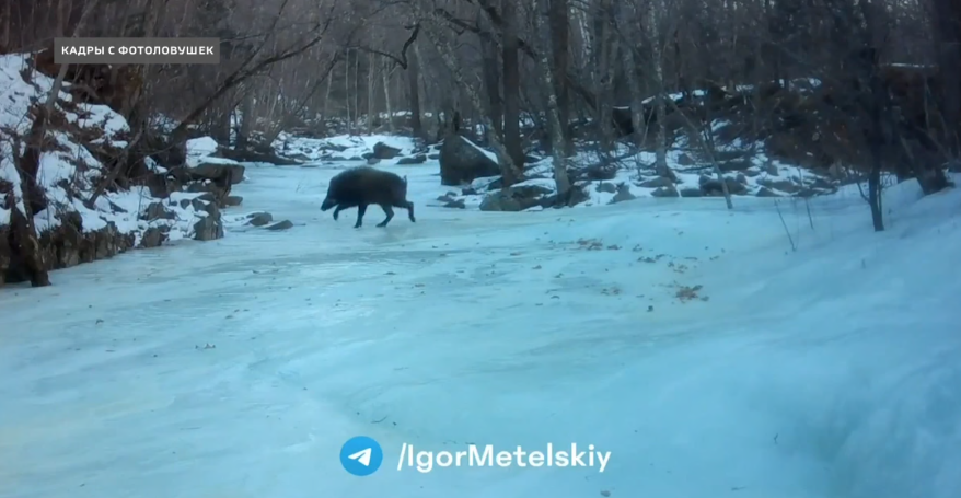 Кабан на льду - забавное видео попало в объектив фотоловушки в Приморье