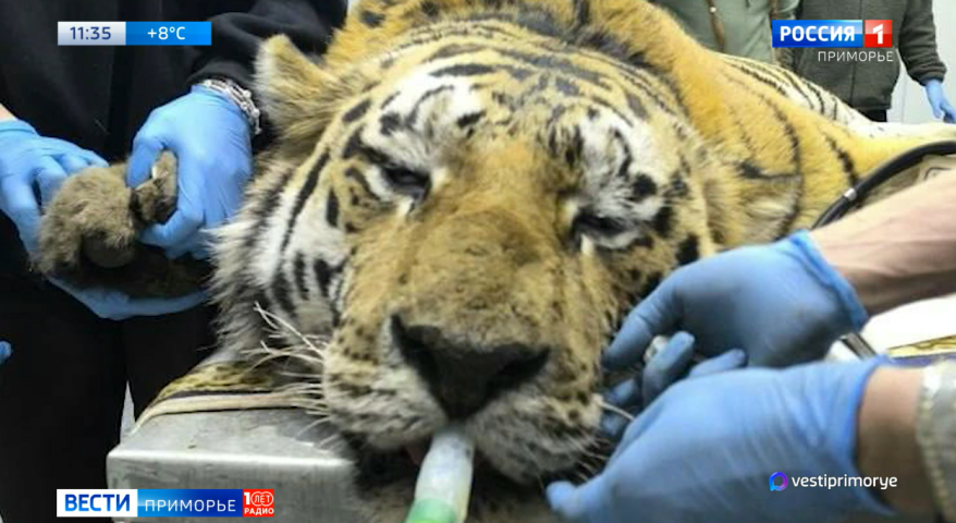 В Приморье с начала года отловили одиннадцатого тигра